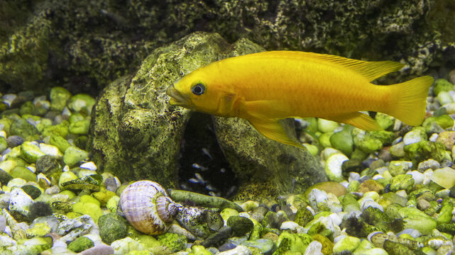 Neolamprologus leleupi (lemon cichlid) is a species of cichlid endemic to Lake Tanganyika  and in the photo, the female guards her cubs.