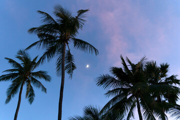 Bright blue sky with golden dawn sunrise at tropical beach coconut tree