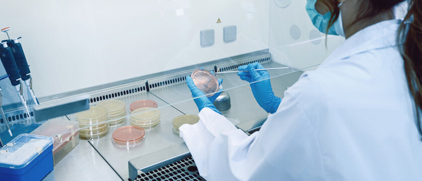 Scientist hand cultivating a petri dish whit inoculation loops in biological safety cabinet. Microbiologist works with bacteria.