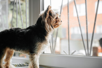 Yorkshire terrier dog standing on the windowsill and looking out the window - obrazy, fototapety, plakaty