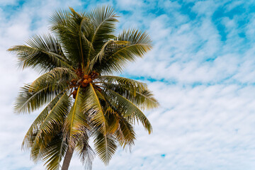 Fototapeta na wymiar Palm trees against blue sky, Palm trees at tropical coast, coconut tree.