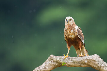 Flying Birds of prey Marsh harrier Circus aeruginosus, hunting time Poland Europe