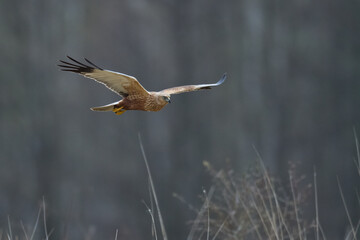 Flying Birds of prey Marsh harrier Circus aeruginosus, hunting time Poland Europe
