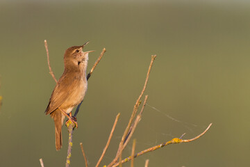 Bird Savi's warbler singing on a reed stalk. Song bird in the nature habitat. Locustella...