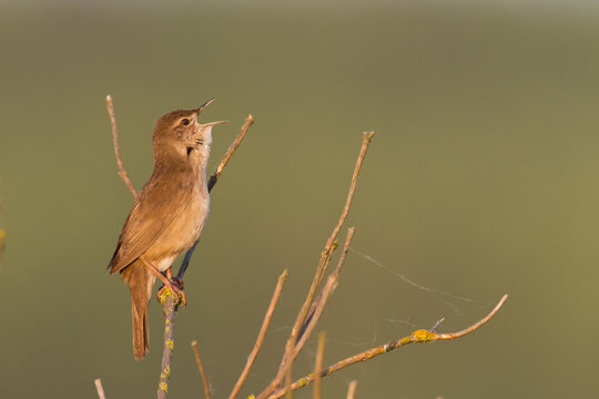 Bird Savi's warbler singing on a reed stalk. Song bird in the nature habitat. Locustella luscinioides