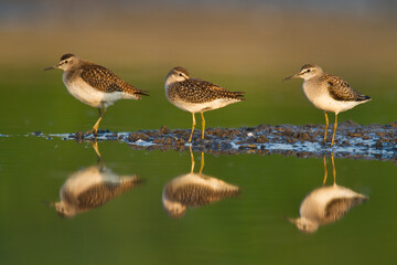 Shorebirds - Wood Sandpiper Tringa glareola, wildlife Poland Europe