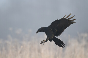 Bird beautiful raven Corvus corax North Poland Europe
