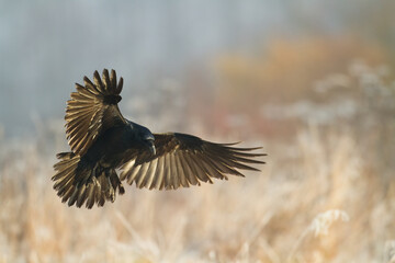 Bird beautiful raven Corvus corax North Poland Europe