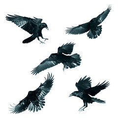 Birds flying ravens isolated on white background Corvus corax. Halloween - mix five birds, silhouette of a large black bird in flight cut out on a white background for use in graphic arts