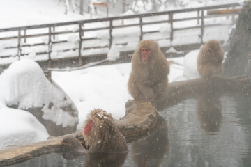 スノーモンキー　温泉に入るニホンザル　野猿公苑