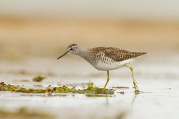 Shorebirds - Wood Sandpiper Tringa glareola, wildlife Poland Europe