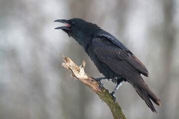 Bird beautiful raven Corvus corax North Poland Europe