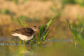 Shorebirds - Wood Sandpiper Tringa glareola, wildlife Poland Europe