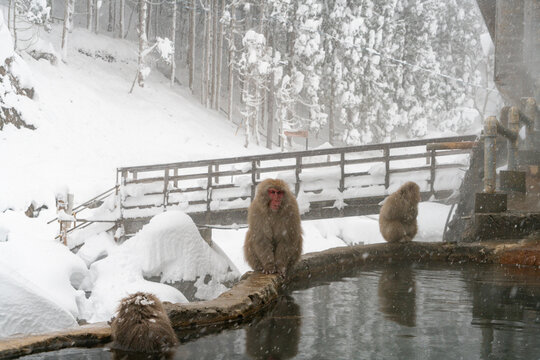 スノーモンキー　温泉に入るニホンザル　野猿公苑
