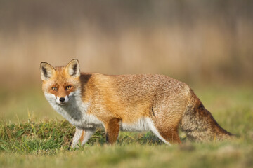 Fox Vulpes vulpes in natural scenery, Poland Europe, animal walking among meadow