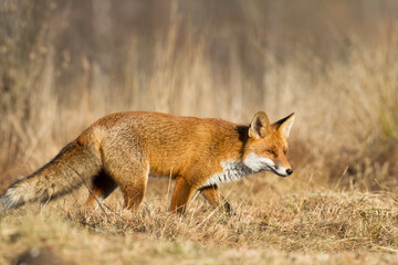 Fox Vulpes vulpes in natural scenery, Poland Europe, animal walking among meadow