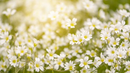 Spring small white flowers in sunlight. Beautiful spring banner. Selective focus.