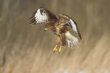 landing Common buzzard Buteo buteo in the fields in winter snow, buzzards in natural habitat, hawk...