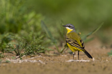 Small bird Yellow Wagtail sitting on ground Motacilla flava