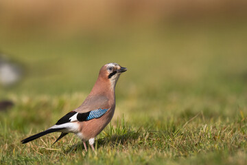 Bird Eurasian Jay Garrulus glandarius sitting on meadow Poland, Europe