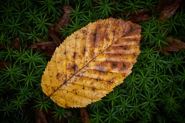 Herbstblatt auf dem Waldboden 