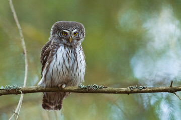 Pygmy owl Glaucidium passerinum little owl natural dark forest north parts of Poland Europe