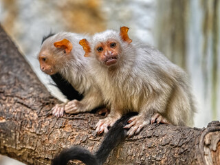 Silvery Marmoset, Mico argentatus, female with adult cub sits on tree trunk.