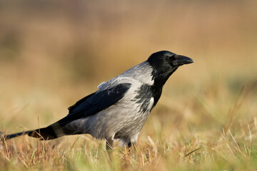 flying Bird - Hooded crow Corvus cornix in amazing warm background Poland Europe