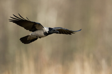flying Bird - Hooded crow Corvus cornix in amazing warm background Poland Europe