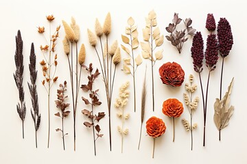 set of different dried flowers on a plain white background - top view - obrazy, fototapety, plakaty