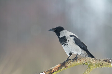 flying Bird - Hooded crow Corvus cornix in amazing warm background Poland Europe