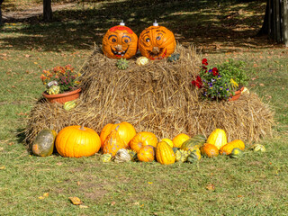 Arranged different kinds of pumpkins for Halloween.