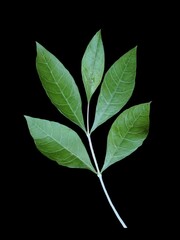Necessary vegetables leaves isolated on black background for the web banner of restaurant, multiple uses of green leaves.green leaves in geometric sequence and decorations 