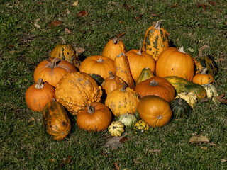Arranged different kinds of pumpkins for Halloween.