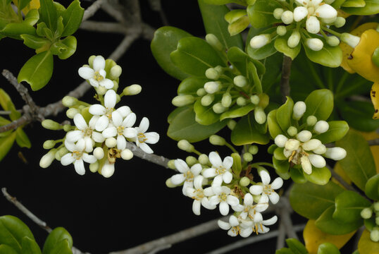 トベラの花　黒バック