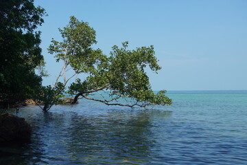 tree on the sea - 673077096