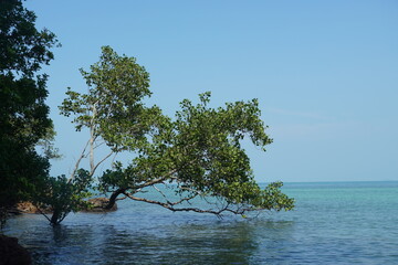 tree on the sea - 673077099