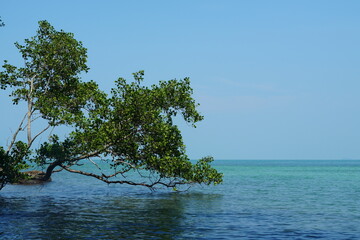 tree on the sea - 673077211