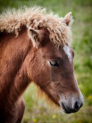 Icelandic horse, colt