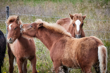 Love you, horse and foal,  foals kiss - 673078051