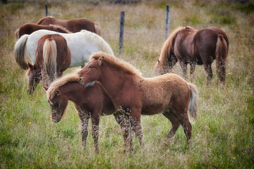 icelandic horses on pasture, one beat another - 673078061
