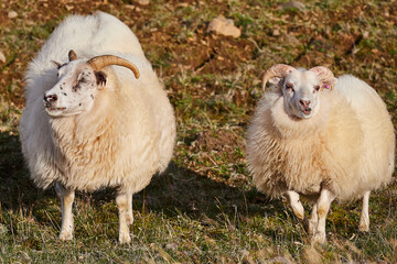 icelandic sheep and lamb in field - 673078244