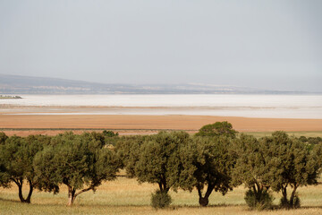 Field of olive trees in the dry lands around Boutlétis, Boutletis, Algeria, with the salted lake, called Sebkha or Ramsar site, in the background.
