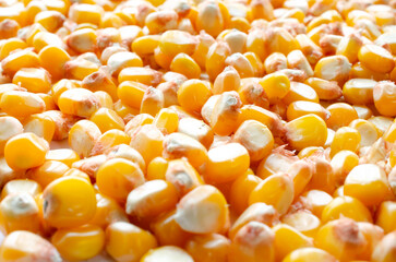 Close-up of yellow corn kernels, top view. Zea mays seeds, top view. Background of corn grains, top view. Corn harvest, grain in bins, background, texture.