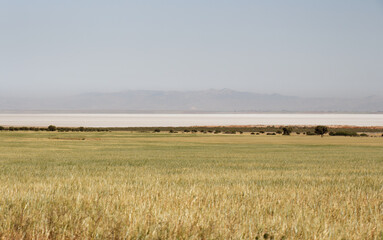 Field in the dry lands around Boutlétis, Boutletis, Algeria, with the salted lake, called Sebkha or Ramsar site, in the background.