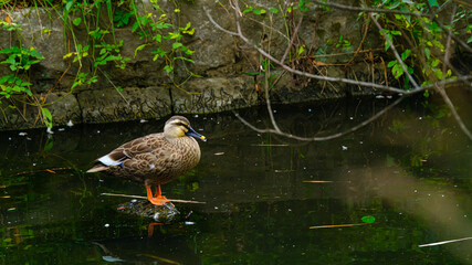 石の上に立つカモ
