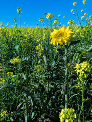 Close up of a rape field with a sunflower in a foreground. Vertical format. Bright kontrast of yellow field and blue sky.