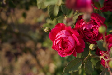 A beautiful flower in a garden