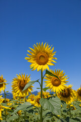 Early sunflower  in Maruho Farm with blue sky