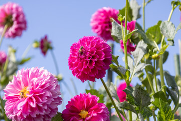 Obraz premium Hoverfly on purple dahlia in KIMOTO Dahlia Farm in Mie